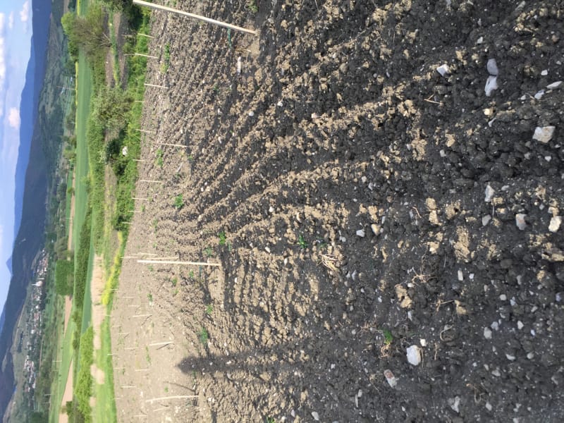 Bahçemizden Kareler