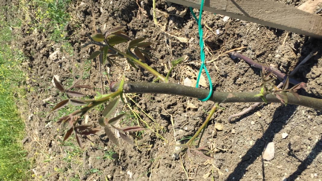 Bahçemizden Kareler