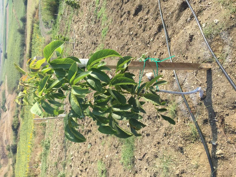 Bahçemizden Kareler